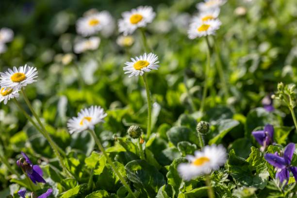 field abloom with white and yellow flowers - abloom zdjęcia i obrazy z banku zdjęć