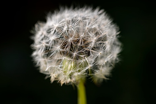 Detailed close-up of a dandelion flower against a stark black backdrop, showcasing its intricate structure and delicate petals.