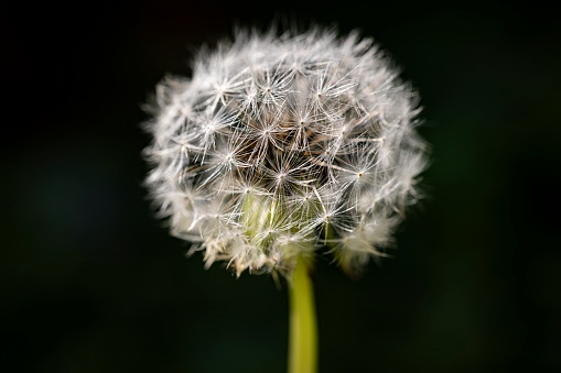 Detailed close-up of a dandelion flower against a stark black backdrop, showcasing its intricate structure and delicate petals.