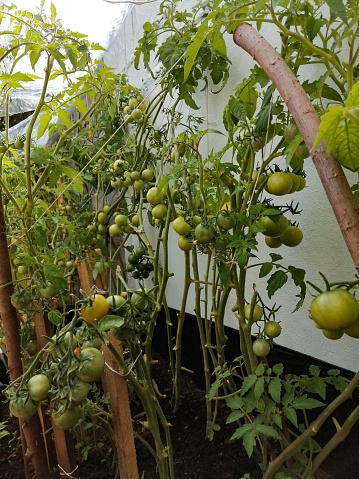 Homemade tomato Seedlings in the garden.
