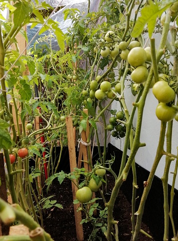 Homemade tomato Seedlings in the garden.