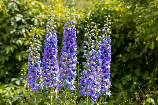 Blue delphinium flower as nice natural background. High quality photo