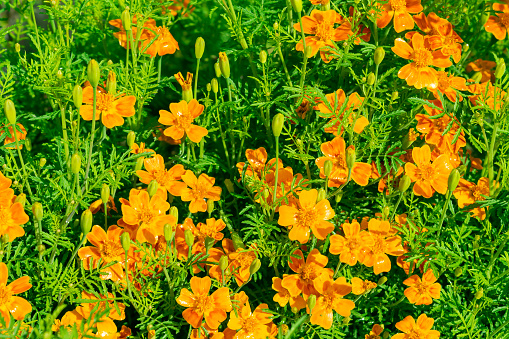 Geum quellyon orange flowers growing in spring garden. Chilean avens or Geum chiloense Balb. ex Ser. plants, top view