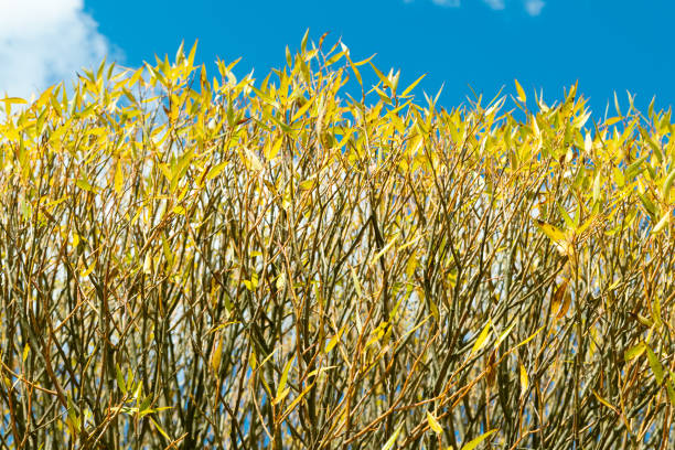 Shrub with yellow leaves against a blue sky. Autumn background.