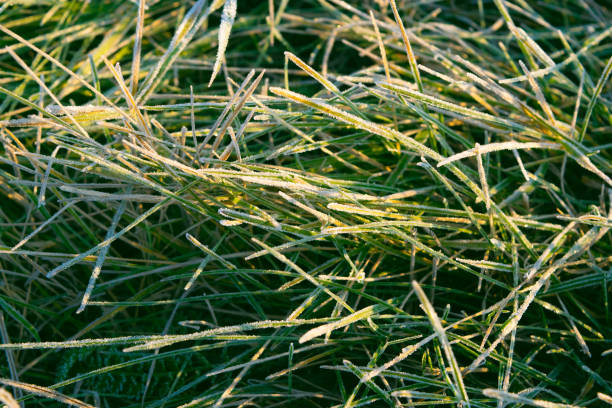 Green grass covered with frost. Autumn background. Autumn landscape. Weather.