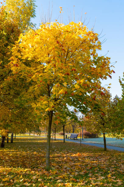 istock Trees with yellow leaves in the autumn forest. 2097001807