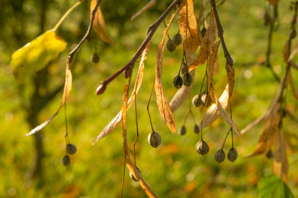 Linden seeds in autumn, close-up. Autumn background. Autumn landscape. Nature.