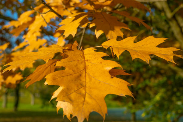 istock Trees with yellow leaves in the autumn forest. 2097002362