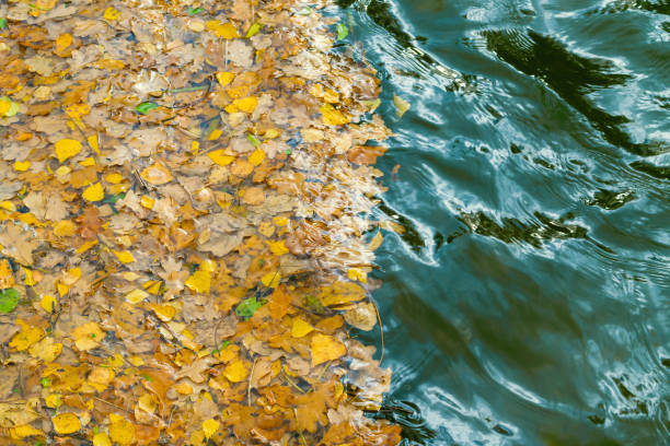 Fallen yellow leaves in the water. Autumn background. Autumn landscape. Seasons, weather.