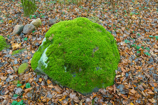 A large stone covered with green moss in an autumn park. Autumn landscape.