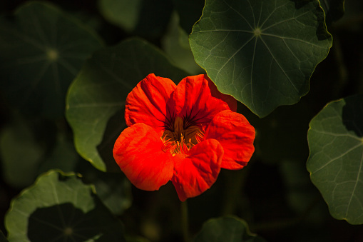 A single flower of the Garden Nasturtium (Tropaeolum majus) with leaves