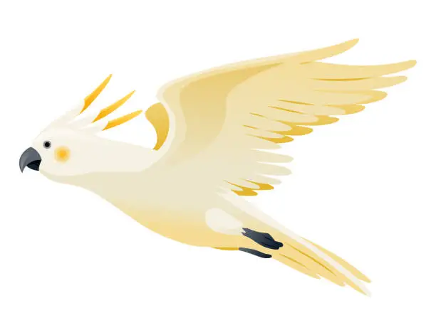Vector illustration of Parrot animation. Exotic adorable fauna character flight. White sulphur crested cockatoo. Animated tropical bird flying