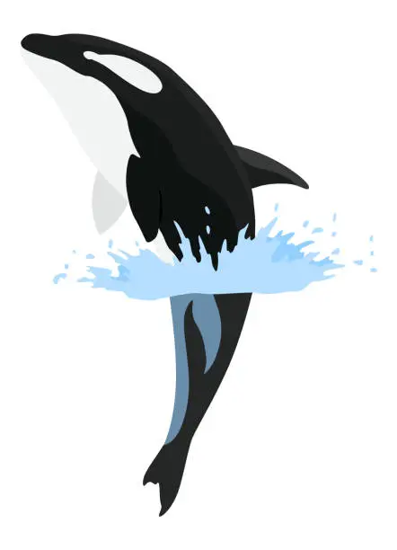 Vector illustration of Orca animation in water. Cartoon animal design. Ocean mammal orca isolated on white background. Whale killer jumping, predator fish illustration