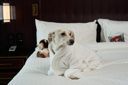 Dog in bed with his bathrobe