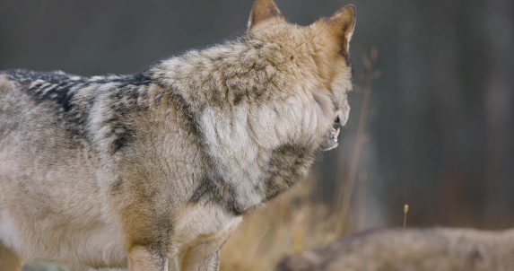 Close-up of a male grey wolf in a pack in the forest observing. Other wolves in the background.