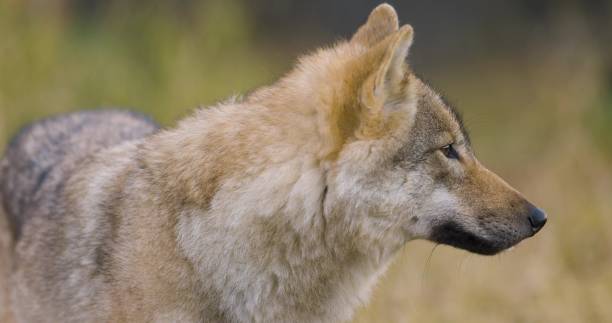 istock Beautiful female grey wolf standing in the forest 2097045086