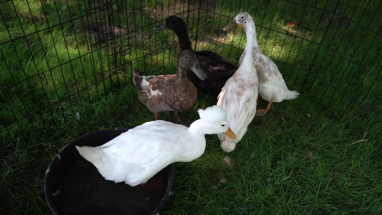 White ducks in a petting zoo slow motion footage