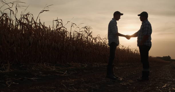 istock Two farmers shake hands, stand on the road between fields of corn at sunset 2097050937