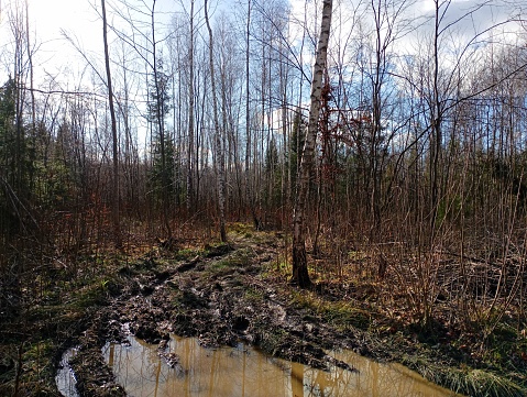A dirt road passes through a birch forest. A broken road in the mud through a forest where young birches and spruces grow. Spring forest landscape in the forest.