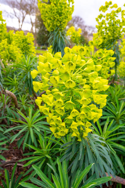 Euphorbia characias, the Mediterranean spurge or Albanian spurge is  in the family Euphorbiaceae . Euphorbia characias, the Mediterranean spurge or Albanian spurge is  in the family Euphorbiaceae . euphorbia characias stock pictures, royalty-free photos & images