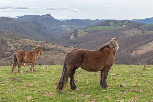 istock Burguete breed mares grazing in the mountains. Navarrese Pyrenees 2097059866