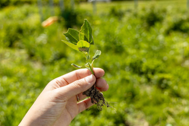 istock A hand holds a young swan weed plant. Atriplex patula 2097059878