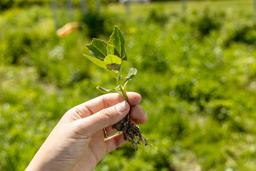 A hand holds a young swan weed plant. Atriplex patula. High quality photo