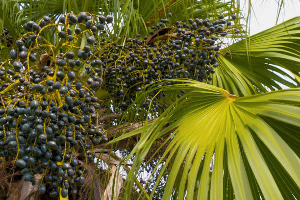 istock Fruits of a palm tree, specie Livistona benthamii. 2097060934