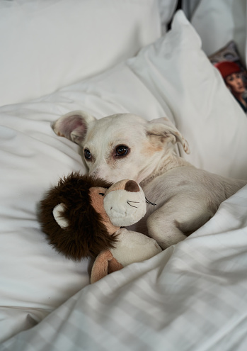 Dog lies on the bed with his toy