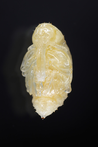 Developmental stage - pupa, a pest of plants in the weevils family (Curculionidae) and genus Anthonomus.