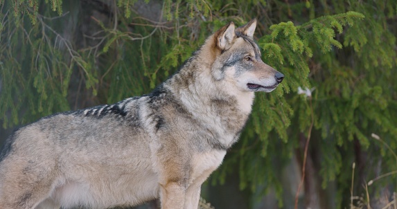 Close-up of adult beautiful grey wolf standing in the forest observing. Wolf in profile.