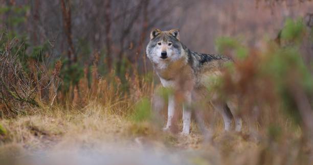 istock Wild male wolf standing between bushes in the forest 2097069987