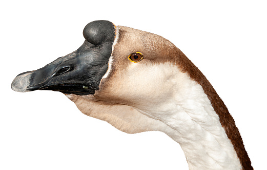 close up view of goose head, side view, white background cut out