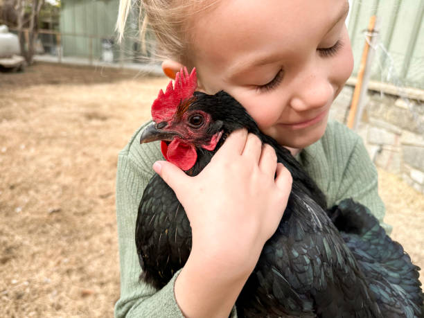 istock 6 year old holding her pet chicken 2097092809
