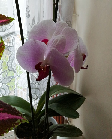 Cloe-up image of pink orchid.