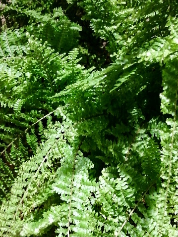 Close-up image of green fern in the garden.