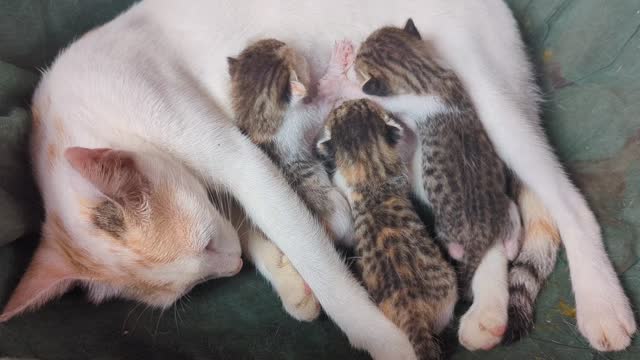 mother cat nursing her baby kittens