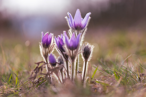 Beautiful purple spring flower in the meadow - Pulsatilla grandis.