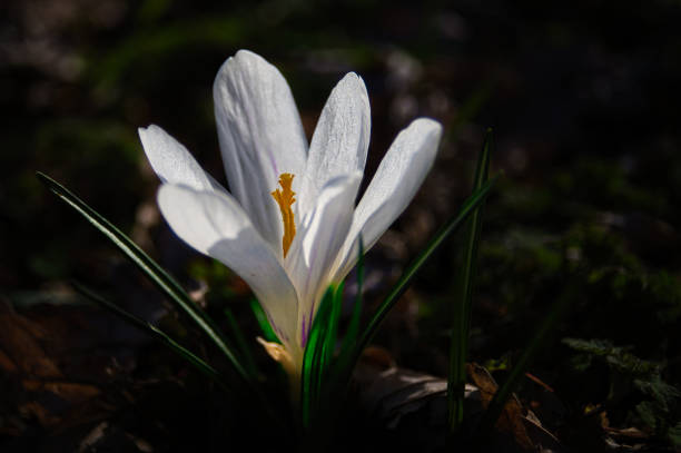 A white crocus flower emerges among leaves on the ground