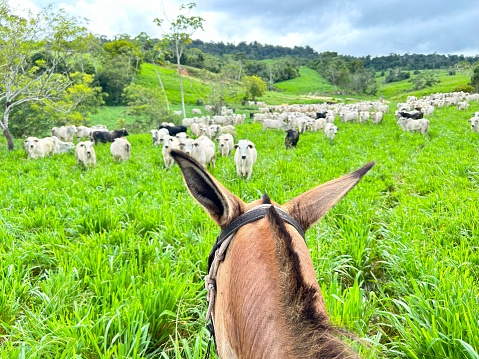 Horse vision of herd on grass pasture system