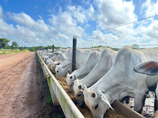 feedlot intensive production system beef cattle ストックフォト