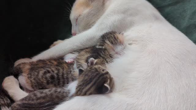 mother cat nursing her baby kittens