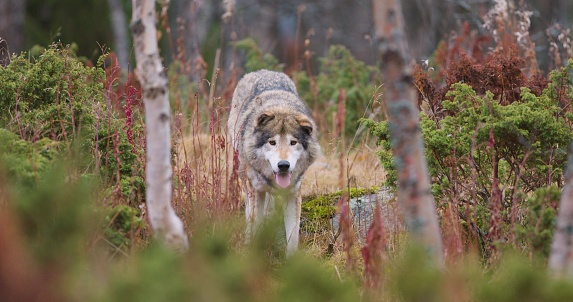 Close-up of wild male wolf walking in the grass in the forest. Eyes looking into camera.