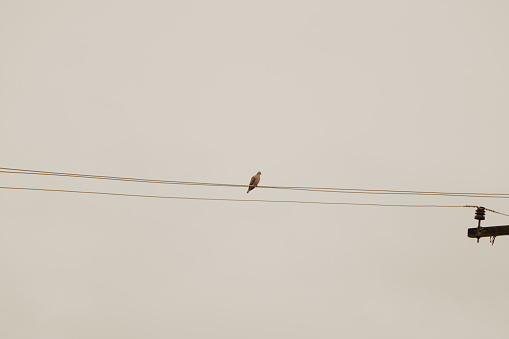little bird alone at the energy line