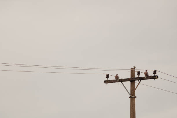 istock birds on electricity pole in gray city 2097152338