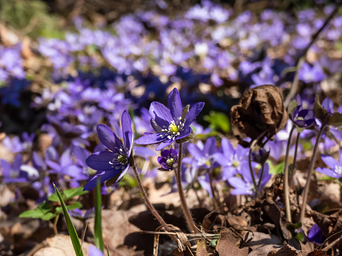 Macro shot of the Common hepatica (Anemone hepatica or Hepatica nobilis) blooming with purple flowers in bright sunlight in the forest. Beautifu and delicate floral spring background