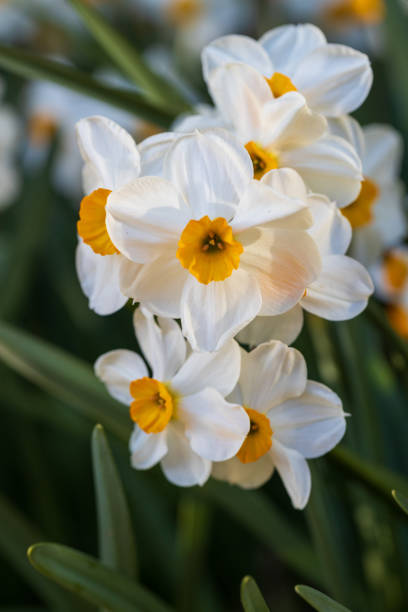 istock Narcissus Geranium blossoms in the garden in spring 2097158377