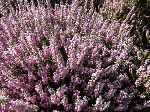 Macro of Calluna vulgaris 'Silver cloud' with bright silvery-grey foliage flowering with spikes of pale purple flowers in summer through to autumn. Floral background