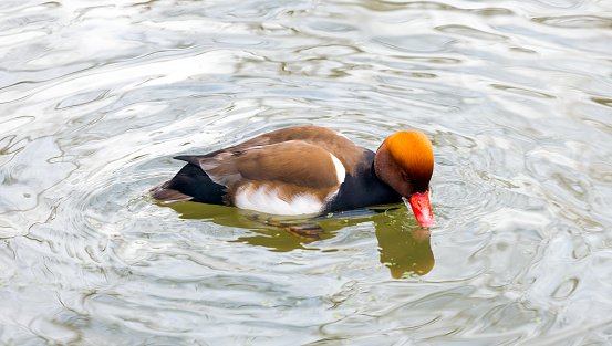 A view of a redhead\n red-billed, Europe.