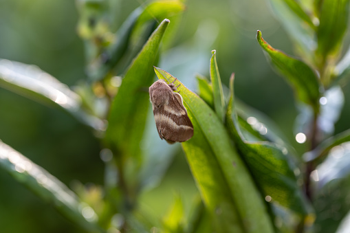 The crimson cocoon moth is a large moth of the cocoon moth family.